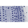 Набор микропрепаратов BRESSER 10 шт., в кейсе 74557